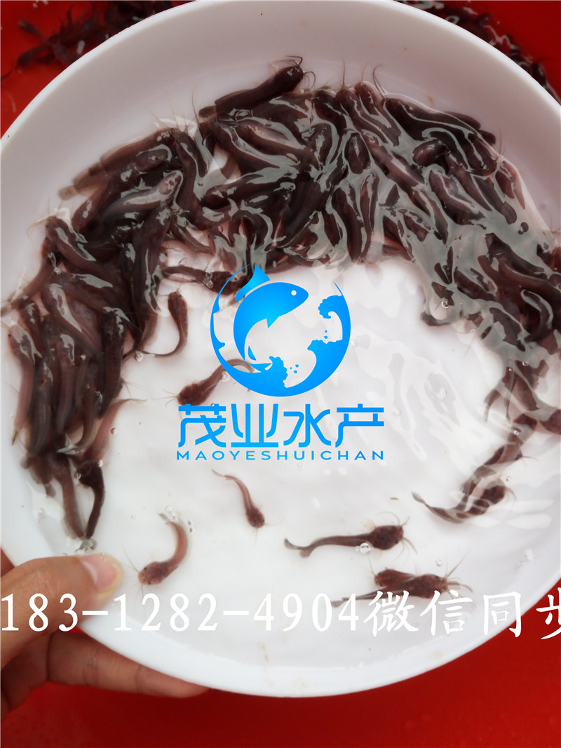 本地塘鲺魚苗7.jpg