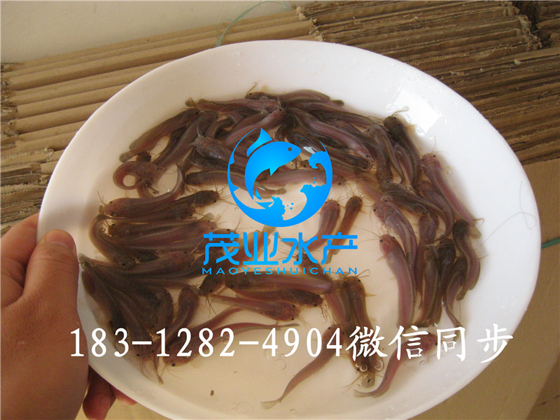 本地塘鲺魚苗2.jpg