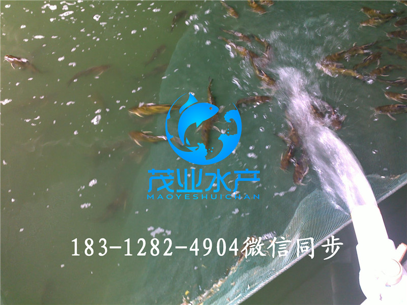 黃顙魚苗1.jpg