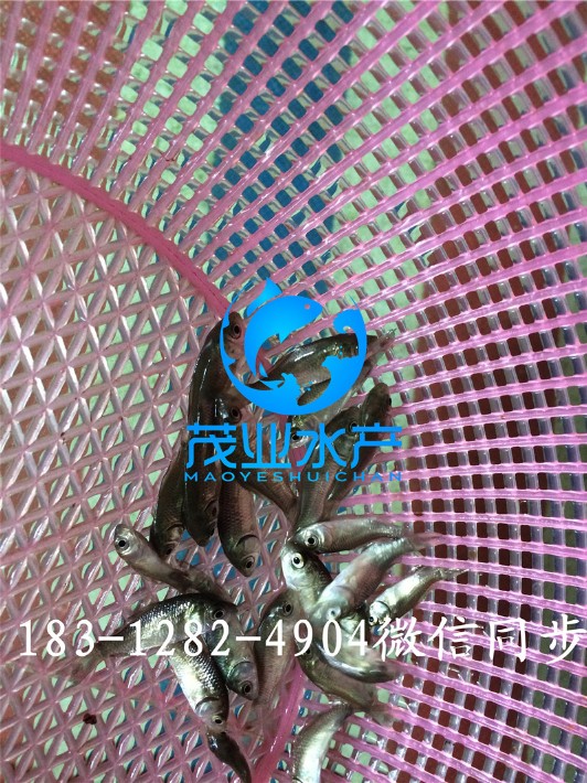 鯽魚苗1.jpg