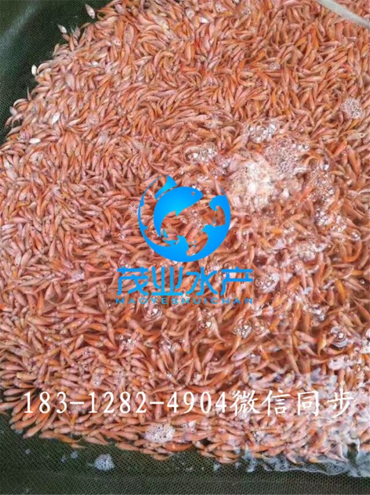 紅羅非魚苗2.jpg