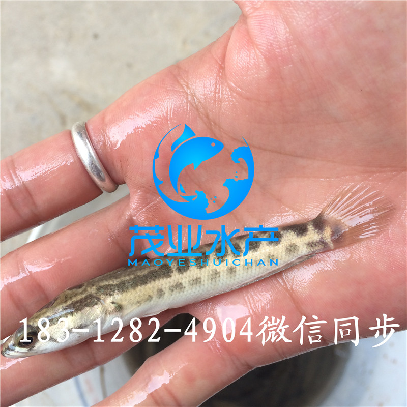 雜交生魚(yú)魚(yú)苗2.jpg