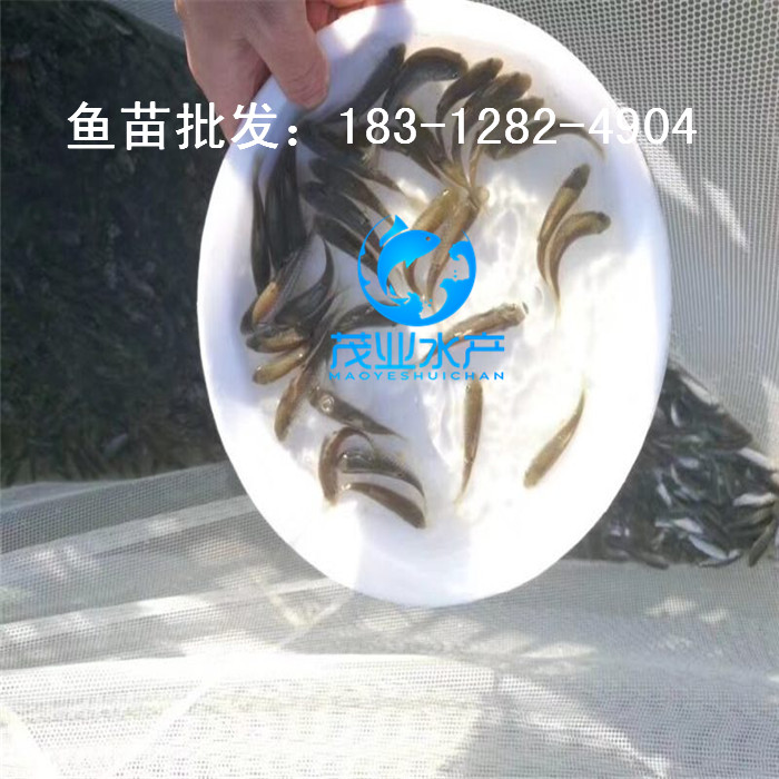 青竹鯇魚苗4_副本_副本.jpg