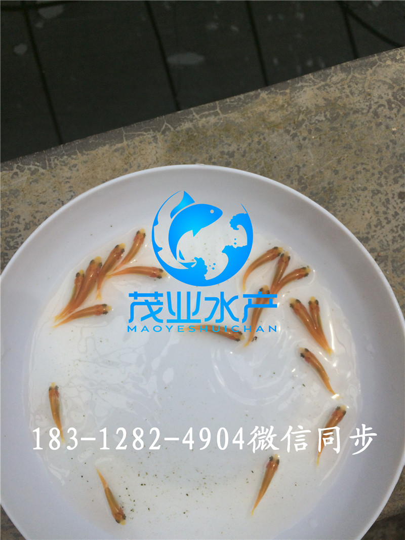 金草魚(yú)苗4.jpg