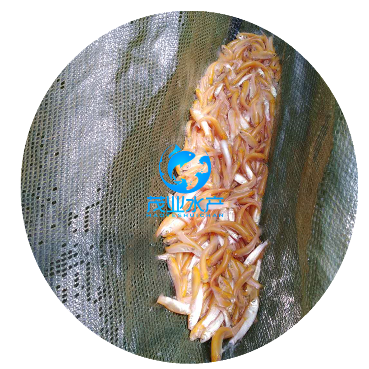 育草鱼苗技术,育草鱼苗技术视频