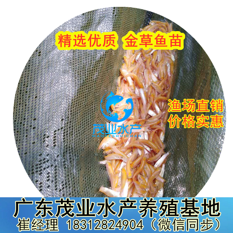 金草鱼苗（俄罗斯金丝鲩鱼苗）2.png