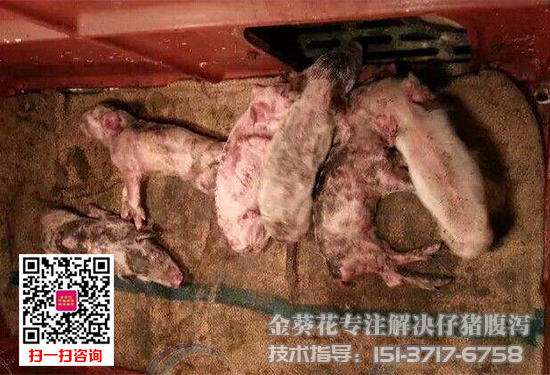 猪病毒性腹泻用什么药.jpg