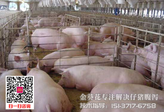 猪传染性胃肠炎.jpg