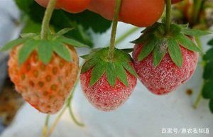 白粉病草莓