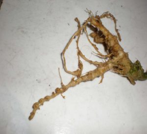 甜瓜的根結(jié)線蟲