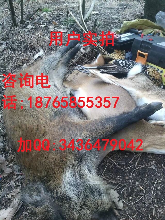 通许县华创牌电野猪捕捉机