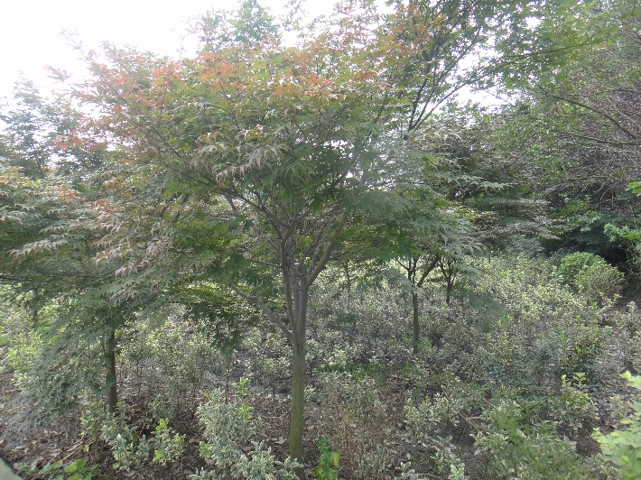 5-7公分紅楓.JPG