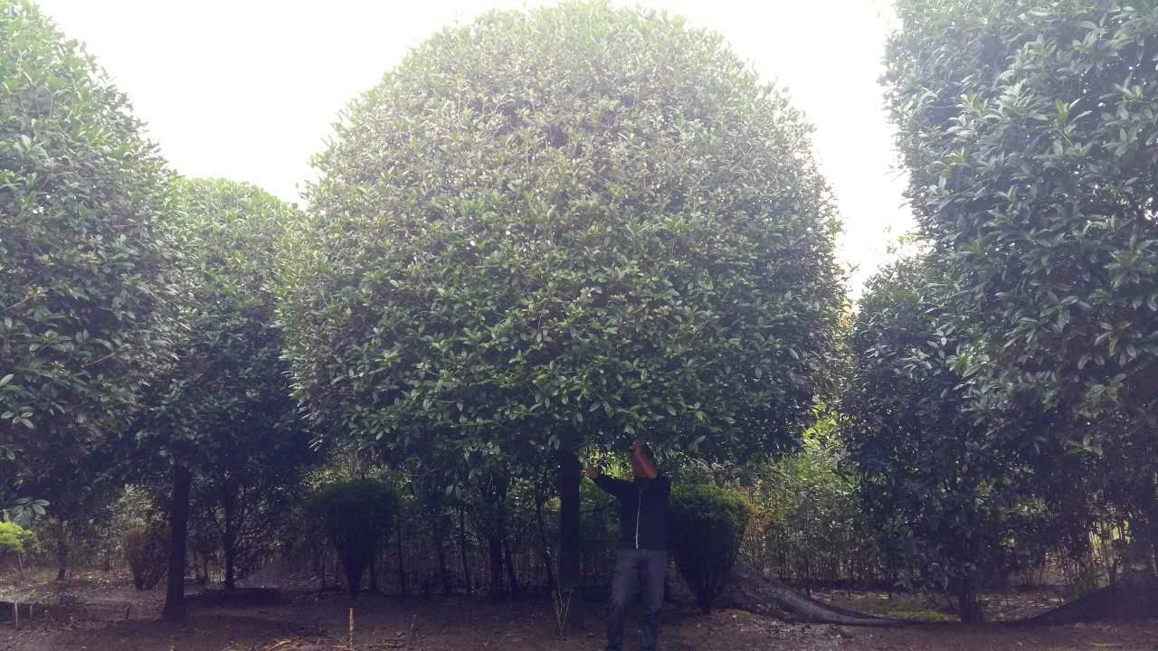 15-16公分桂花.jpg