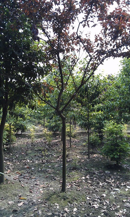 紅葉碧桃6-8公分.jpg