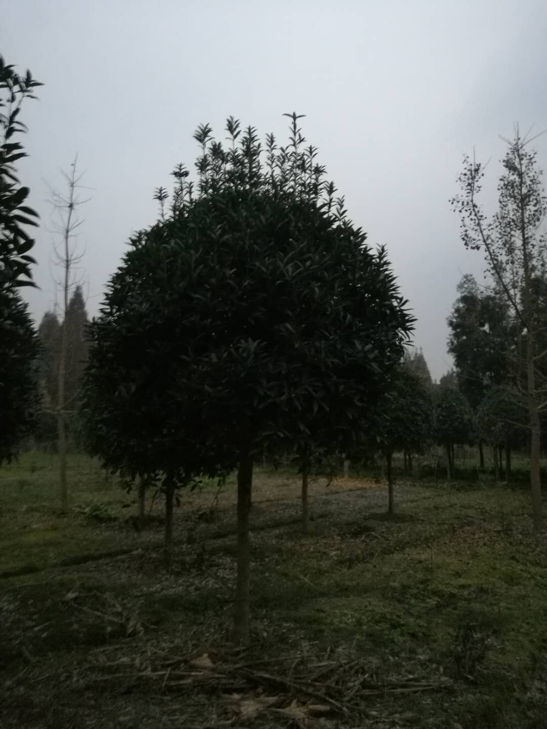 66191.jpg