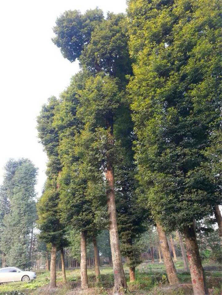 大規(guī)格楨楠02.jpg