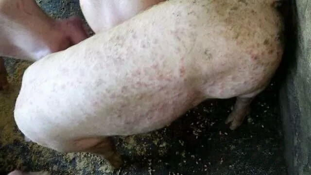 猪身上有疙瘩是什么原因?怎么治