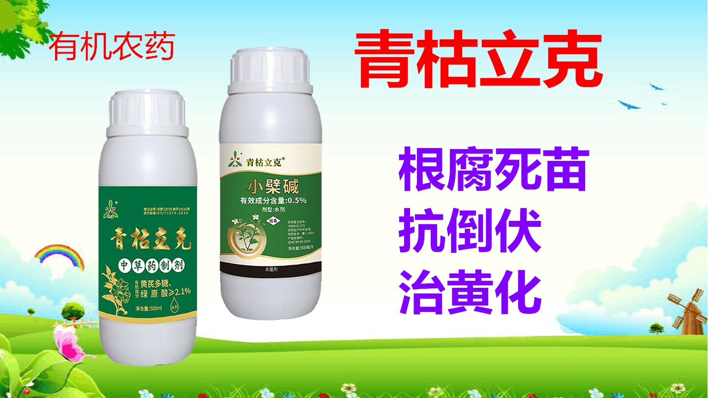 青枯立克a.jpg