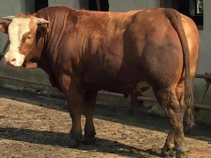 牛料10牛羊飼料招商代理