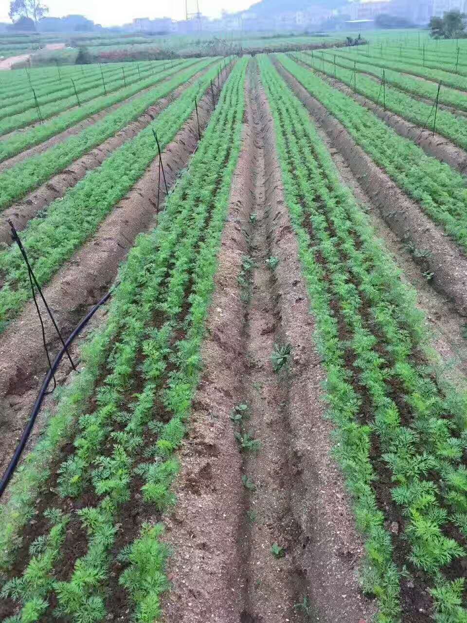 手推谷子精播机批发农用蔬菜大蒜播种机株距行距可调节效率高