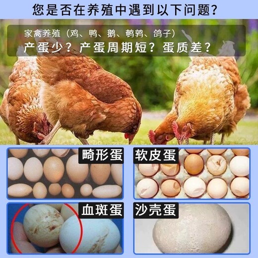 产蛋率高养鸡关键预防产蛋低达龙蛋利多可以帮你度过产蛋高峰环节