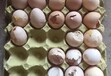 什么方法可以增加雞鴨鵝的產蛋量可以增加鵝的產蛋率方法秘訣