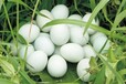 提高雞鴨鵝產蛋率吃什么藥怎么讓鵝多下蛋的秘訣