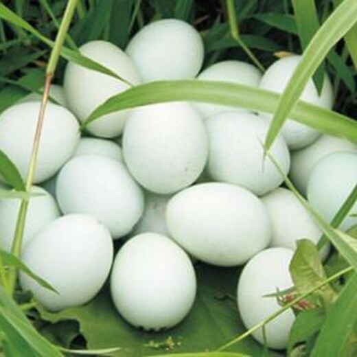鹅产蛋多，产蛋率高的秘诀什么方法可以增加鸡鸭鹅的产蛋量，