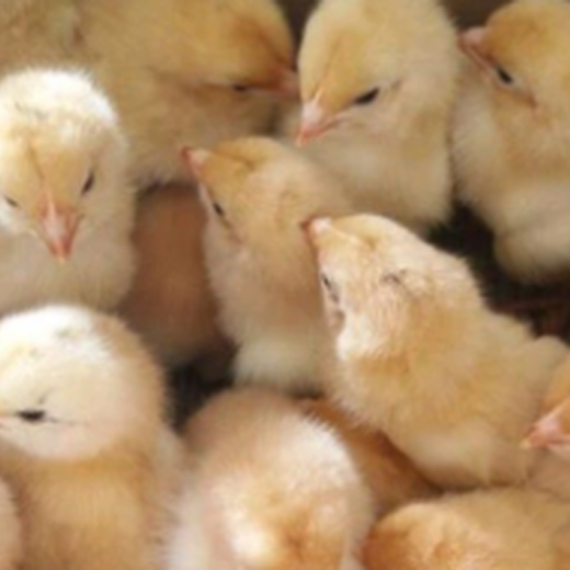 饲养鸡哪些开口药可以防鸡发病雏鸡开口有哪些要求养肉鸡优势