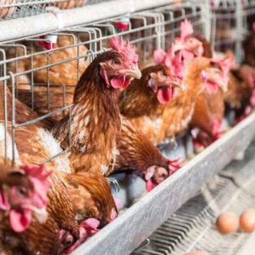 产蛋率高的有哪些品种的鸡那种鸡产蛋率高