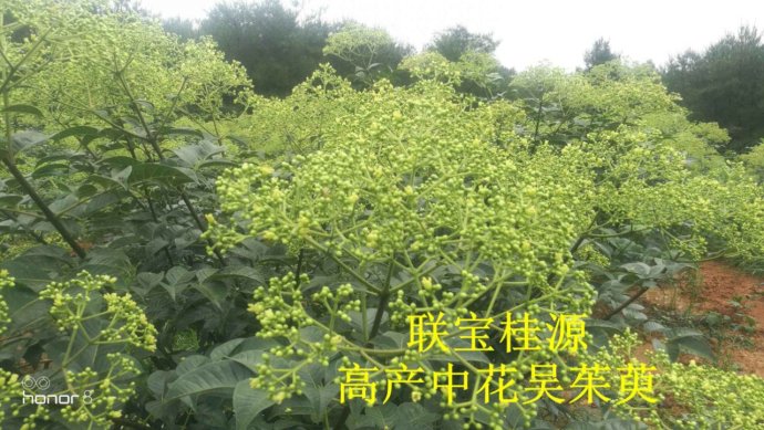 吴茱萸（茶辣木）中花品种收购价格高，产量稳定，广西河池扶贫项目。