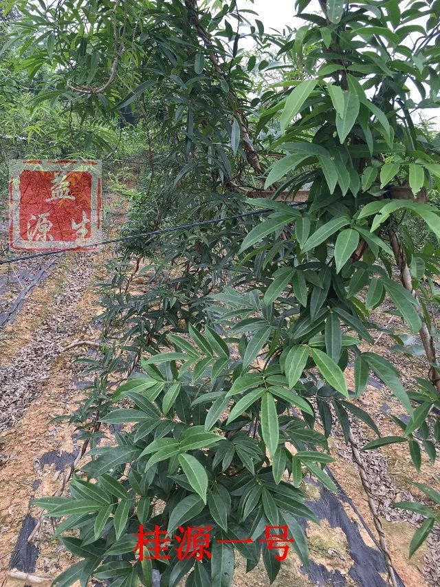 為什么牛大力不長(zhǎng)薯？桂源小葉牛大力品種長(zhǎng)薯快見(jiàn)效快！