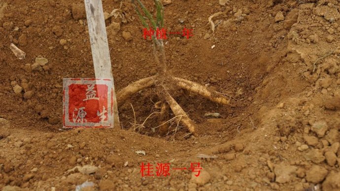 為什么牛大力不長(zhǎng)薯？桂源小葉牛大力品種長(zhǎng)薯快見(jiàn)效快！