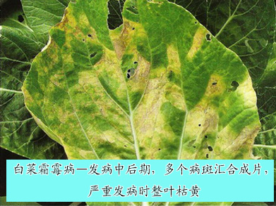 霜霉季无霜,让你的作物一季无霜,霜霉专用杀菌剂