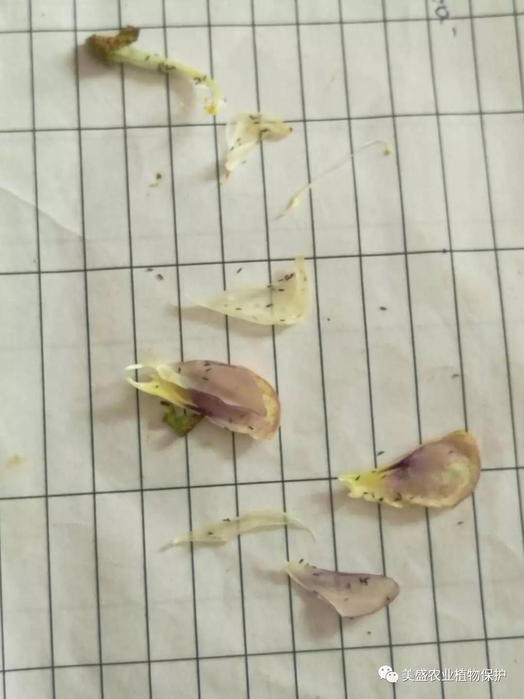 薊馬5.jpg