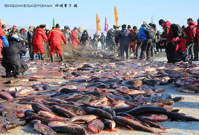 七台河牡丹江查干湖鱼批发30元/斤,七台河牡丹江哪里卖查干湖鱼礼盒