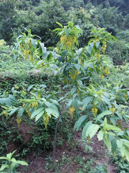 梅州黄花倒水莲苗一身保暖黄花远志苗观音串苗种植基地