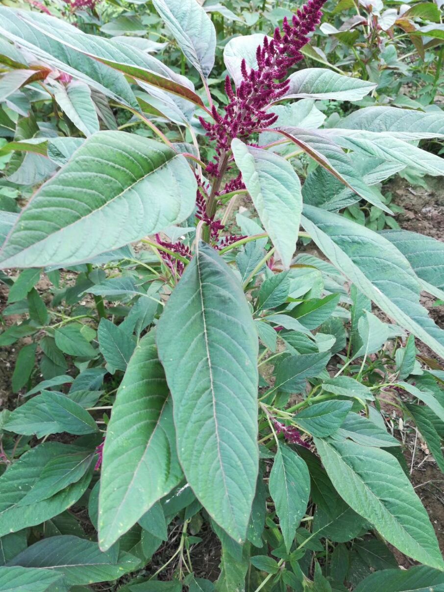 保健蔬菜种子雪樱子种子