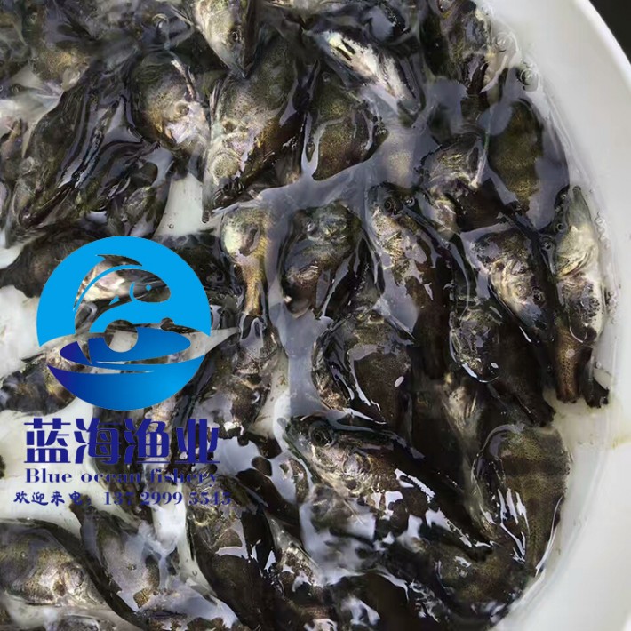 950亩水面上的美味革命：高明养殖鳗鱼大转型！