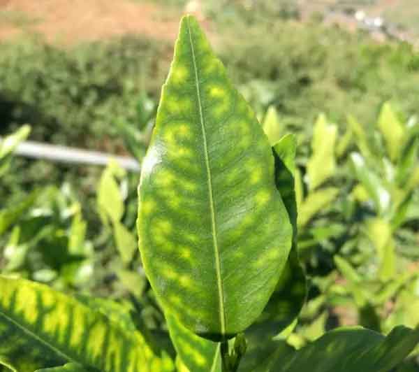 粑粑柑叶片发黄缺素用糖醇钙镁搭配杀菌剂靓果安喷雾