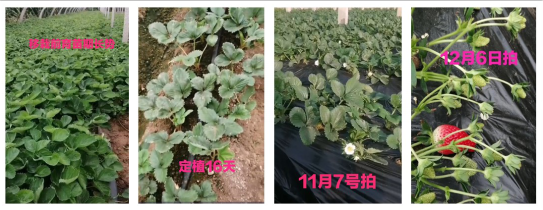 草莓案例.png