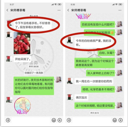草莓案例1.png