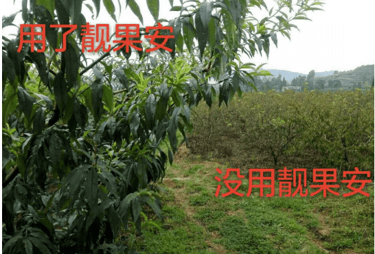 靚果安桃樹(shù)反饋.png