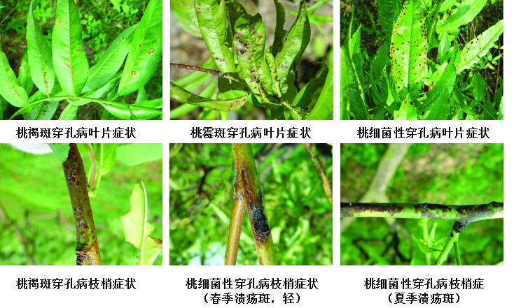 桃樹(shù)穿孔 真菌 細(xì)菌 圖片.png