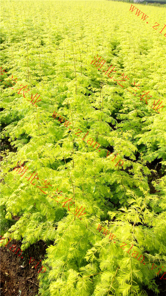 供应湖北利川金叶水杉树苗价格水杉盆景水杉种子种植技术