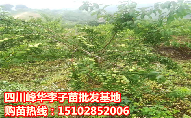 圖片_2119.jpg