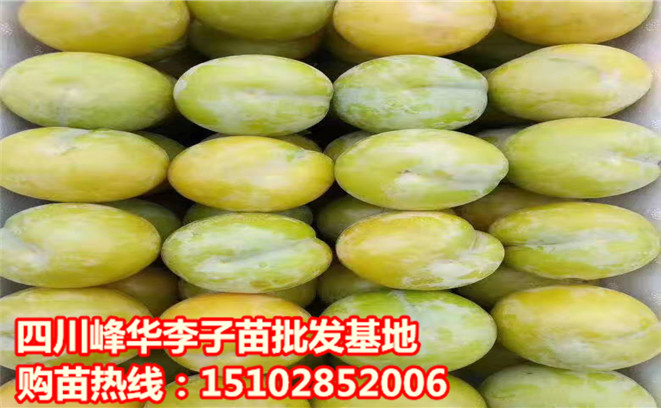 圖片_2156.jpg