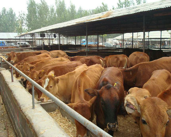 李老板：肉狗养殖很简单只需要做好几乐竞体育- 乐竞体育官方网站- 乐竞体育APP个步骤就可以更好的轻松养殖
