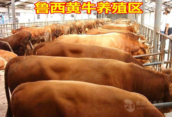 易游娱乐城- YY易游体育官方网站- 易游体育APP养牛需要投资多少钱