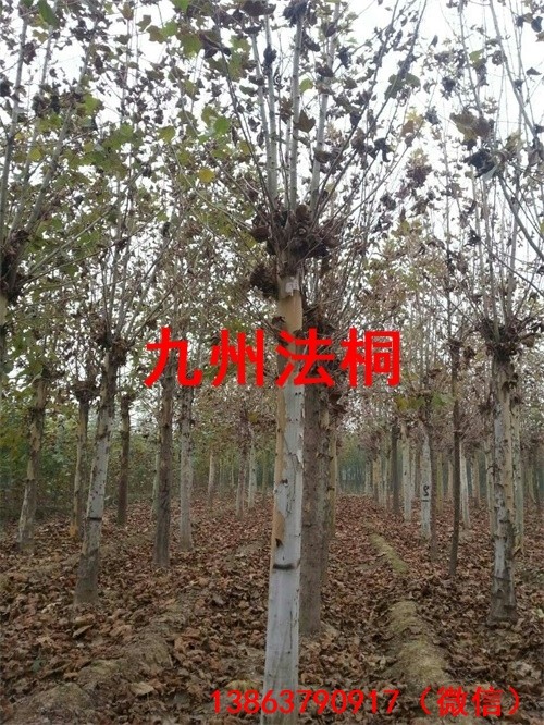 product20.jpg